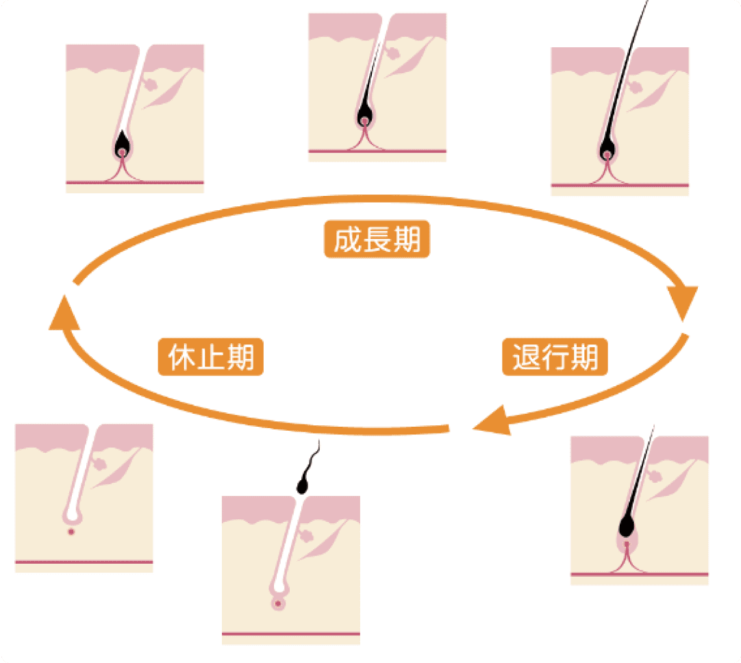 毛周期と必要回数について