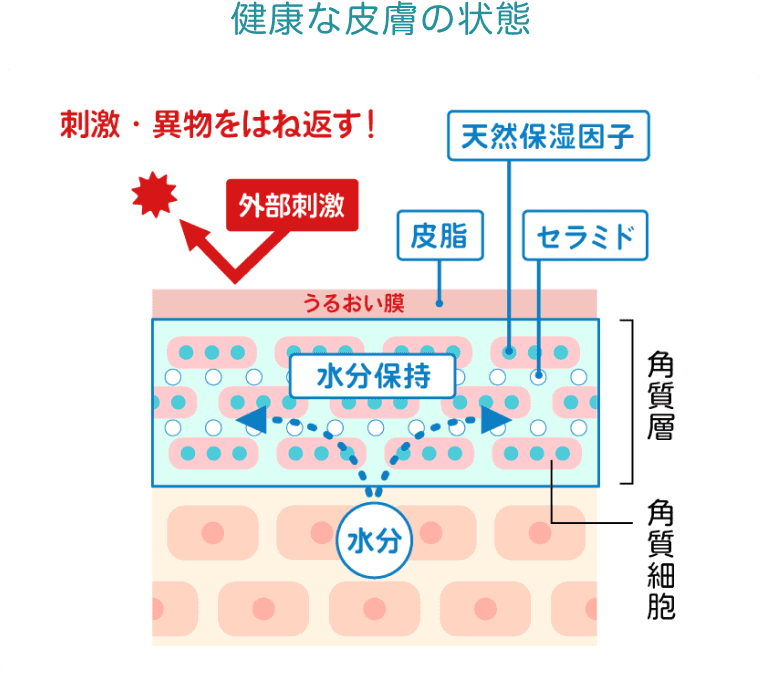 健康な皮膚の状態 刺激や異物を跳ね返す